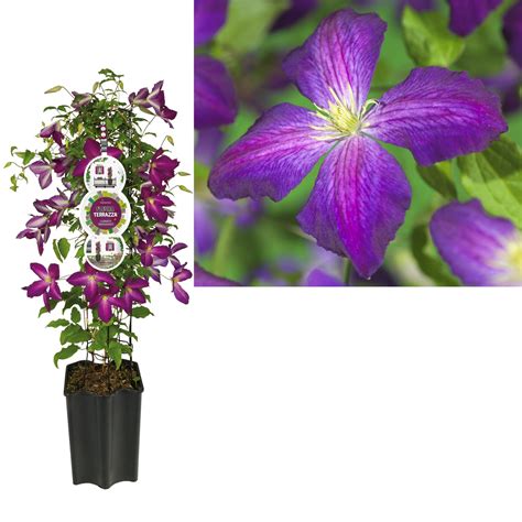Water as it gets established the first few years, but clematis doesn't like it too dry or too soggy. Clematis climbing plants large-Flowered - FloraStore