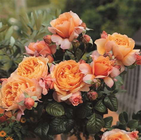 Rose Capri Online Kaufen Rosen Tantau