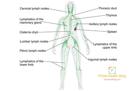 Swollen Lymph Nodes Glands Causes Symptoms Diagnosis And Treatment