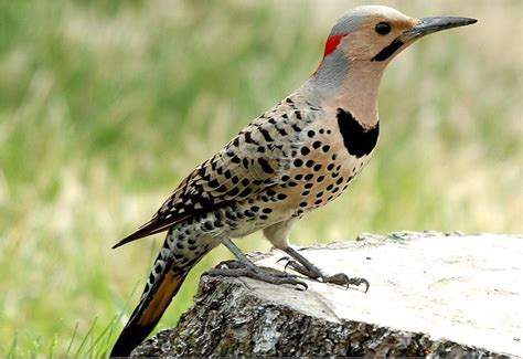 See more of flicker on facebook. Detailed information on Northern Flicker (Colaptes auratus)