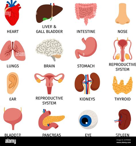 Internal Organs Human Body Anatomy Organ Icons Cartoon Lungs And
