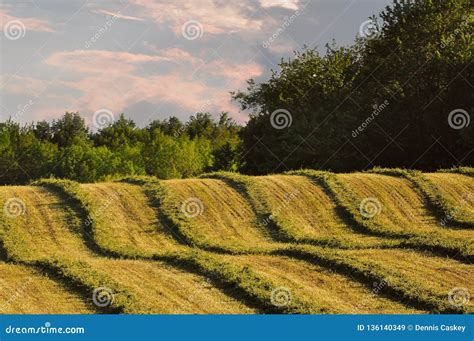 Fresh Cut Alfalfa Rows In Field With Trees And Colorful Sky Stock Image