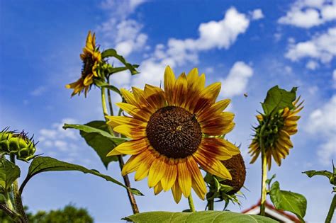 20 Must See Sunflower Fields In Kansas Summerautumn 2023