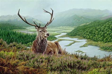 Loch Shiel Scotland Red Deer Stag In The Highlands Of Scotland Oil