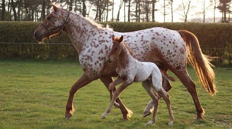 Red Roan Appaloosa Mare And Foal Halymyres Stables Stonehaven Aberdeenshire Stable Express
