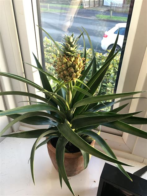 Bromeliad Pineapple 🍍 Rhouseplantsuk