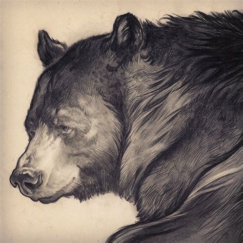 Some people say that you can't really learn to draw. 1,243 vind-ik-leuks, 43 reacties - @corygodbey op Instagram: 'Bear drawing.' | Bear drawing ...