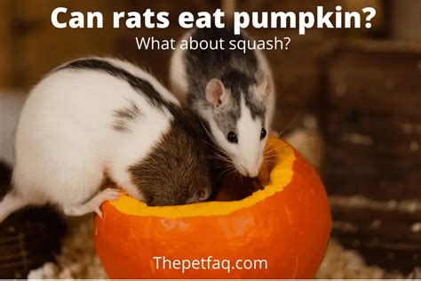Can Rats Eat Pumpkin Or Squash What About The Seeds Thepetfaq