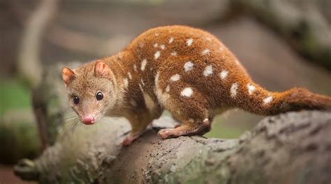 The Cute And Omnivorous Quolls Critter Science