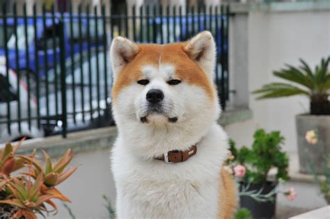 What's with dogecoin and the dog? Dogecoin enters top-20 yet Doge founder says crypto is ...