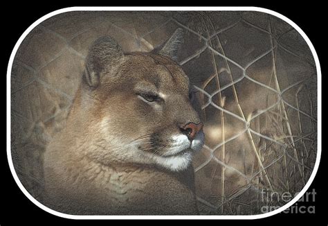 Cougar As Art 2 Photograph By Jim Mccain Fine Art America
