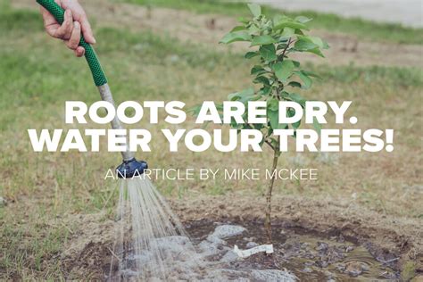 Russell Tree Experts — Roots Are Dry Water Your Trees