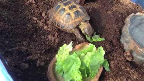 Formulated to provide the proper balance of essential protein, fat, and vitamins. Russian Tortoise from Petsmart - YouTube