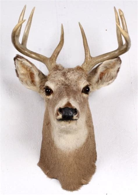 Whitetail Deer Neck Mount