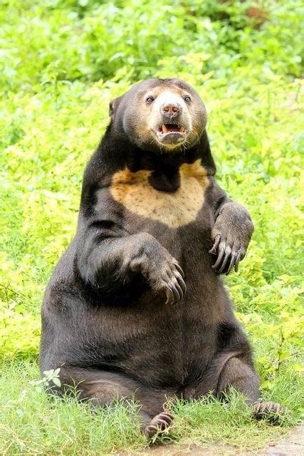Sun Bears Use Their Distinctive Chest Marking To Indicate Age And