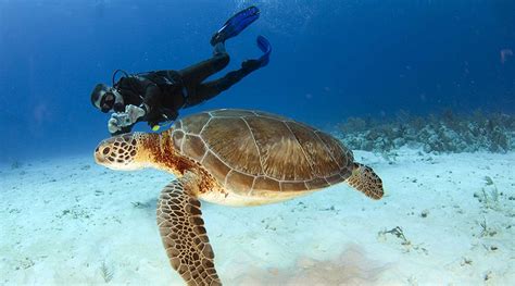 Nadar Con Tortugas En La Bah A De Akumal Vtp Vacaciones