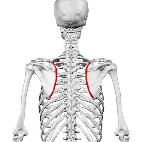 Filemedial Border Of Scapula01png Wikimedia Commons