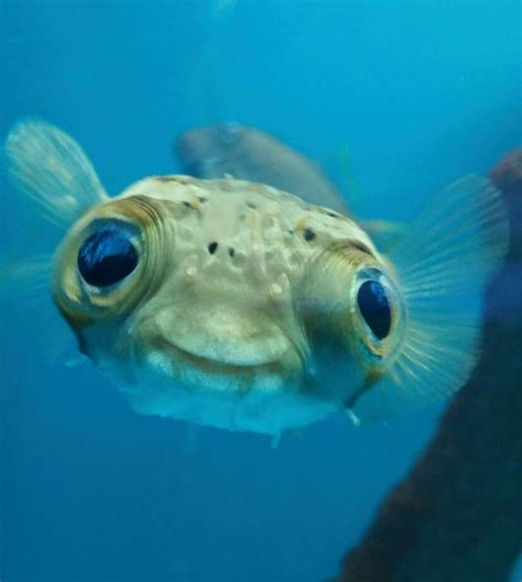 Pin By Ocean Conservancy On Cute Animals Cute Fish Ocean Animals