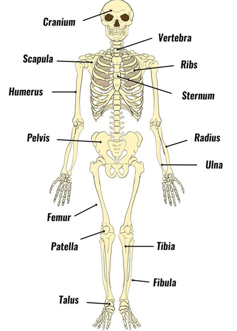 The Human Skeleton Diagram Structure And Function