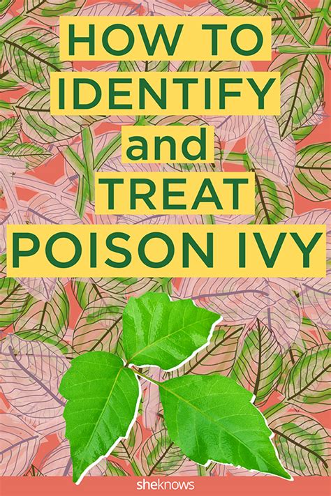 How To Identify And Treat Poison Ivy Sheknows