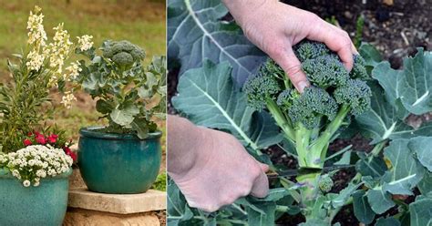 Growing Broccoli In Pots How To Grow Broccoli In Pots