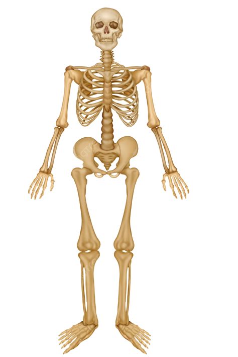 Cuerpo Humano Tejido Médico órganos Esqueleto Humano Png Dibujos