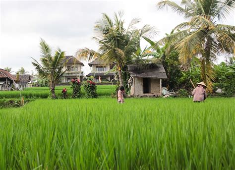 Rice Fields Of Bali 💚 There Are Up To Three Corps In A Year Rice