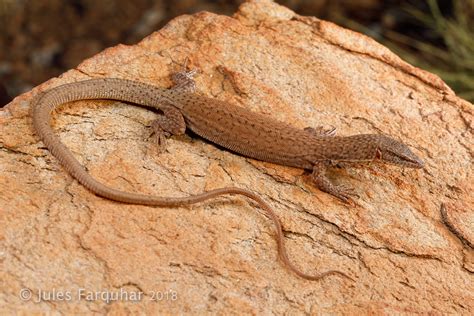 long tailed rock monitor varanus kingorum halls creek ar… flickr