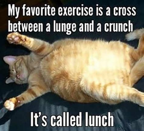My Favorite Exercise Cat