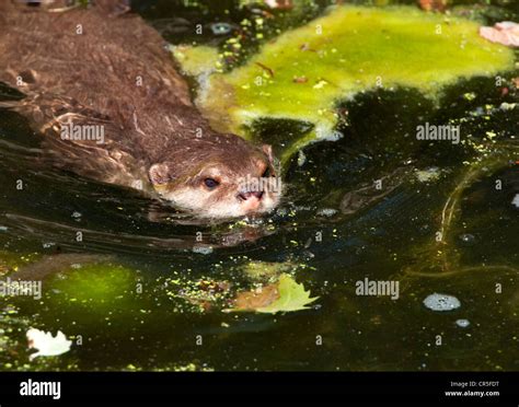 Otter Swimming In Weedy Pond Stock Photo Alamy