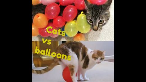 Cats Vs Balloons Funny Cats Reaction With Ballons New Compilation