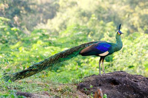 Peacock, any of three species of resplendent birds of the pheasant family. Peacock Symbolism, Dreams, and Messages | Spirit Animal Totems