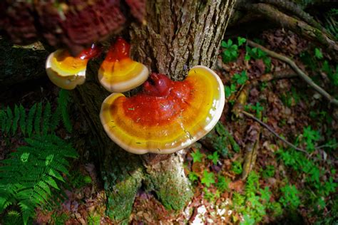 6 Benefits Of Reishi Mushrooms