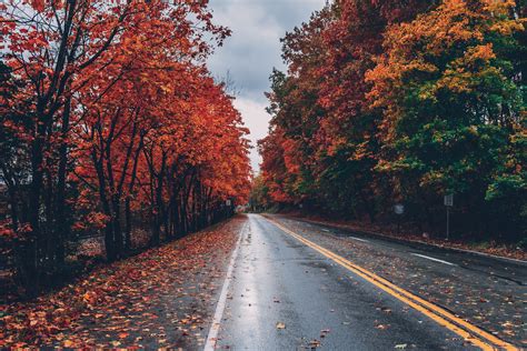 Autumn Road Trees On Sides Fallen Leaves Hd Nature 4k