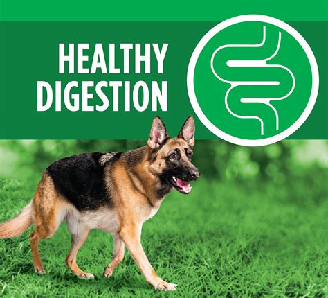 Check spelling or type a new query. IAMS ProActive Health Adult German Shepherd Dry Dog Food ...