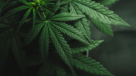 The 7 Best Marijuana Stocks on the Markets Right Now | Nasdaq