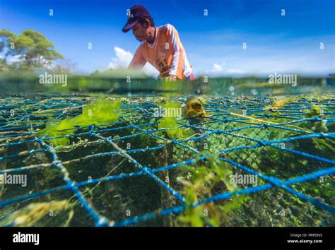 Seaweed Farmsumbawaindonesia Stock Photo Alamy