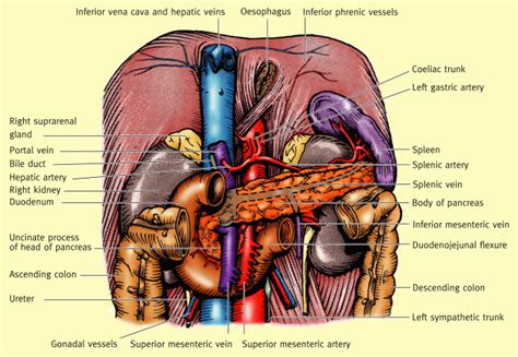 Anatomy Of The Small Intestine Surgery Oxford International Edition