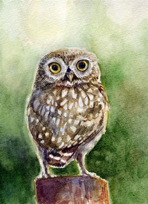Little Owl By Redilion On Deviantart