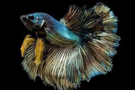 37 Types Of Betta Fish You Should Consider For Your Aquarium