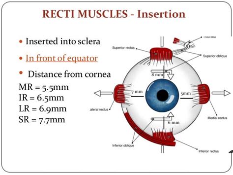 Extraocular Muscles
