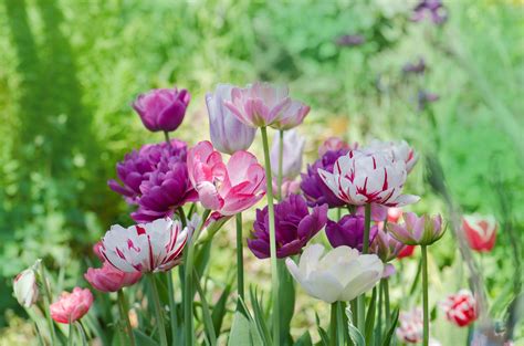 Planting Spring Flowers Cold Weather Flowers Bulbs For Your Garden