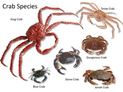Types Of Sea Crabs