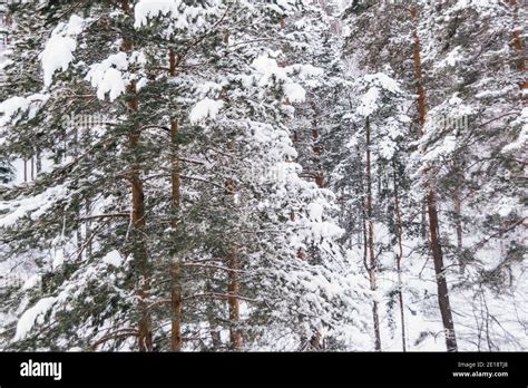 Siberian Winter Forest With Pine Trees On Slope And Frozen Tree