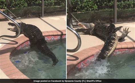 Alligator Caught From Swimming Pool In Florida Video घर के अंदर बने स्वीमिंग पूल में तैर रहे