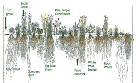 The Reasons To Incorporate Native Plants Into Your Yard Are Numerous