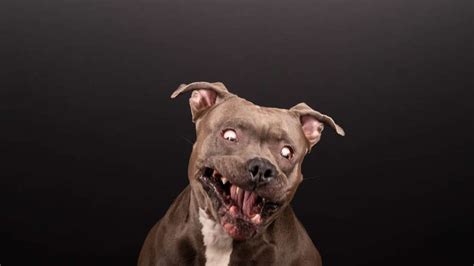 Pit Bull Does Hysterical Photo Shoot The Dodo