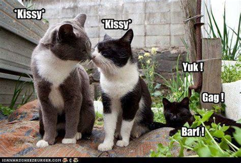 Kissy Kissy Cat Heaven Cats And Kittens Cute Cats