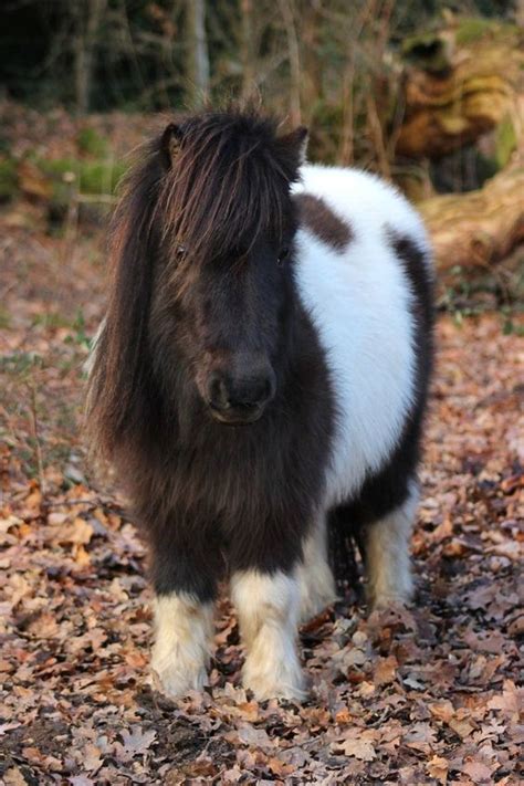 Shetland Pony Characteristics Facts Temperament Pettime