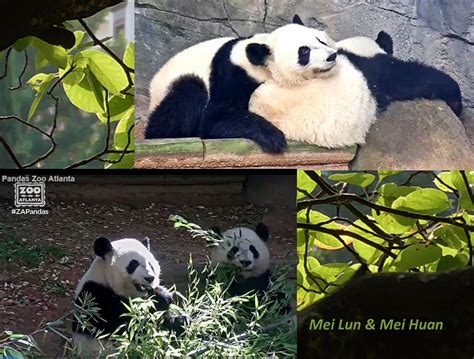 Mei Lun And Mei Huan Verlassen Atlanta Zoo Giant Panda Friends